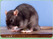 rat control Waterloo