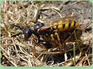 wasp control Waterloo